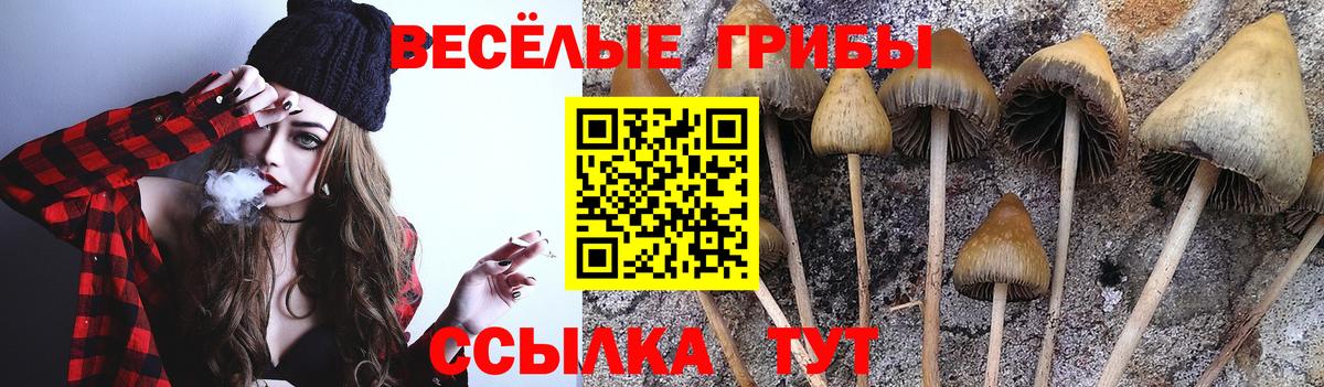сколько стоит  Псилоцибиновые грибы прущие грибы  Вход с VPN  Тверь  Галлюциногенные грибы Psilocybe 